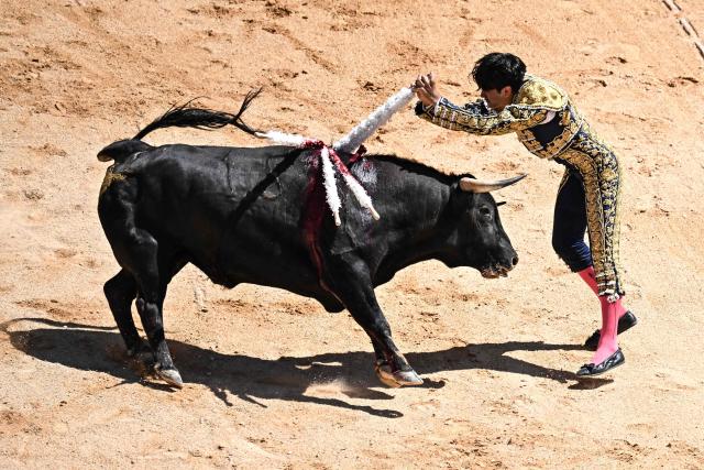 French novillero (novice bullfighter) Clovis places banderillas on a Talavante fighting bull  during the Pentecost Feria in Nimes, southern France, on May 23, 2026. (Photo by Gabriel BOUYS / AFP)