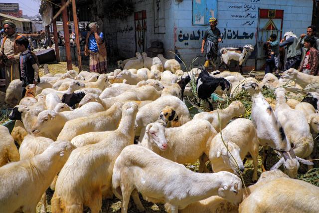 Animals wait at a livestock market in Yemen's Huthi-held capital Sanaa on May 23, 2026, as people prepare ahead of Eid al-Adha, the Muslim Feast of Sacrifice. Eid al-Adha marks the end of the Hajj pilgrimage to Mecca and commemorates the Prophet Abraham’s willingness to sacrifice his son as an act of obedience to God, with the ritual centred on the slaughter of livestock. (Photo by Mohammed HUWAIS / AFP)