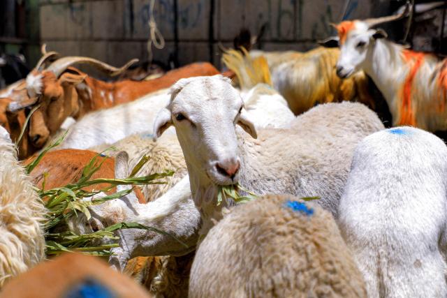 Sheep and goats feed at a livestock market in Yemen's Huthi-held capital Sanaa on May 23, 2026, as people prepare ahead of Eid al-Adha, the Muslim Feast of Sacrifice. Eid al-Adha marks the end of the Hajj pilgrimage to Mecca and commemorates the Prophet Abraham’s willingness to sacrifice his son as an act of obedience to God, with the ritual centred on the slaughter of livestock. (Photo by Mohammed HUWAIS / AFP)
