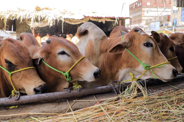 Cows feed at a livestock market in Yemen's Huthi-held capital Sanaa on May 23, 2026, as people prepare ahead of Eid al-Adha, the Muslim Feast of Sacrifice. Eid al-Adha marks the end of the Hajj pilgrimage to Mecca and commemorates the Prophet Abraham’s willingness to sacrifice his son as an act of obedience to God, with the ritual centred on the slaughter of livestock. (Photo by Mohammed HUWAIS / AFP)
