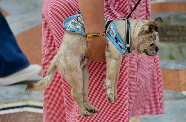 A tourist carries her dog in her arms in Galleria Vittorio Emanuele II downtown Milan during an early-season heatwave in Europe, on May 28, 2026.  (Photo by Stefano RELLANDINI / AFP)