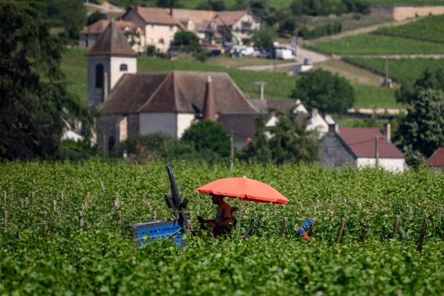 A winegrower protects himself from the sun under an umbrella as he works in Burgundy vineyards in Gevrey-Chambertin, central-eastern France, on May 28, 2026 as a heatwave hits France. The UK and France have reported their hottest ever May days this week as a "heat dome" brought sizzling temperatures more typical of midsummer to western Europe. UN climate chief Simon Stiell said the heatwave was "a brutal reminder of the spiraling impacts of the climate crisis. "The science is clear that human-induced climate change is making these heatwaves more frequent and extreme," Stiell add in a statement. (Photo by ARNAUD FINISTRE / AFP)