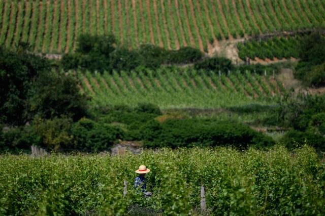A winegrower protects himself from the sun with a hat as he works in Burgundy vineyards in Gevrey-Chambertin, central-eastern France, on May 28, 2026 as a heatwave hits France. The UK and France have reported their hottest ever May days this week as a "heat dome" brought sizzling temperatures more typical of midsummer to western Europe. UN climate chief Simon Stiell said the heatwave was "a brutal reminder of the spiraling impacts of the climate crisis. "The science is clear that human-induced climate change is making these heatwaves more frequent and extreme," Stiell add in a statement. (Photo by ARNAUD FINISTRE / AFP)