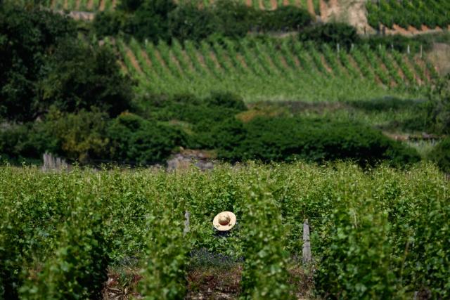 A winegrower protects himself from the sun with a hat as he works in Burgundy vineyards in Gevrey-Chambertin, central-eastern France, on May 28, 2026 as a heatwave hits France. The UK and France have reported their hottest ever May days this week as a "heat dome" brought sizzling temperatures more typical of midsummer to western Europe. UN climate chief Simon Stiell said the heatwave was "a brutal reminder of the spiraling impacts of the climate crisis. "The science is clear that human-induced climate change is making these heatwaves more frequent and extreme," Stiell add in a statement. (Photo by ARNAUD FINISTRE / AFP)