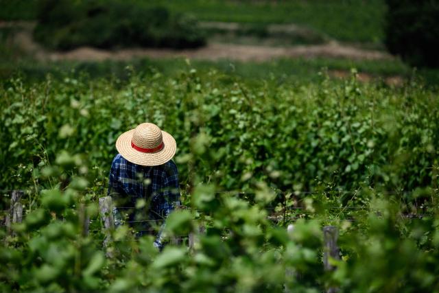 A winegrower protects himself from the sun with a hat as he works in Burgundy vineyards in Gevrey-Chambertin, central-eastern France, on May 28, 2026 as a heatwave hits France. The UK and France have reported their hottest ever May days this week as a "heat dome" brought sizzling temperatures more typical of midsummer to western Europe. UN climate chief Simon Stiell said the heatwave was "a brutal reminder of the spiraling impacts of the climate crisis. "The science is clear that human-induced climate change is making these heatwaves more frequent and extreme," Stiell add in a statement. (Photo by ARNAUD FINISTRE / AFP)