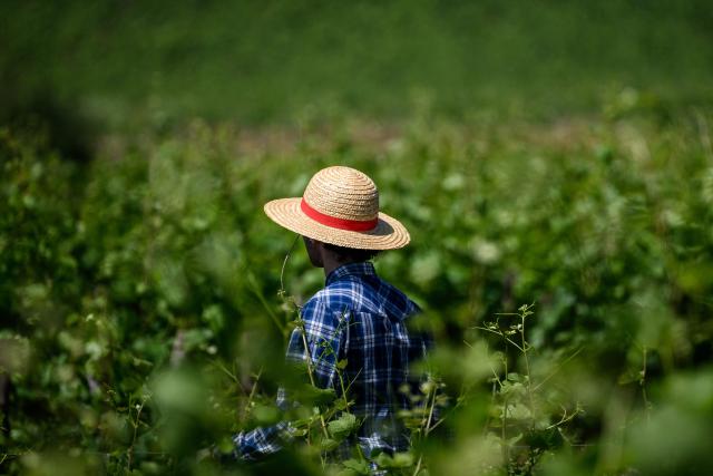 A winegrower protects himself from the sun with a hat as he works in Burgundy vineyards in Gevrey-Chambertin, central-eastern France, on May 28, 2026 as a heatwave hits France. The UK and France have reported their hottest ever May days this week as a "heat dome" brought sizzling temperatures more typical of midsummer to western Europe. UN climate chief Simon Stiell said the heatwave was "a brutal reminder of the spiraling impacts of the climate crisis. "The science is clear that human-induced climate change is making these heatwaves more frequent and extreme," Stiell add in a statement. (Photo by ARNAUD FINISTRE / AFP)