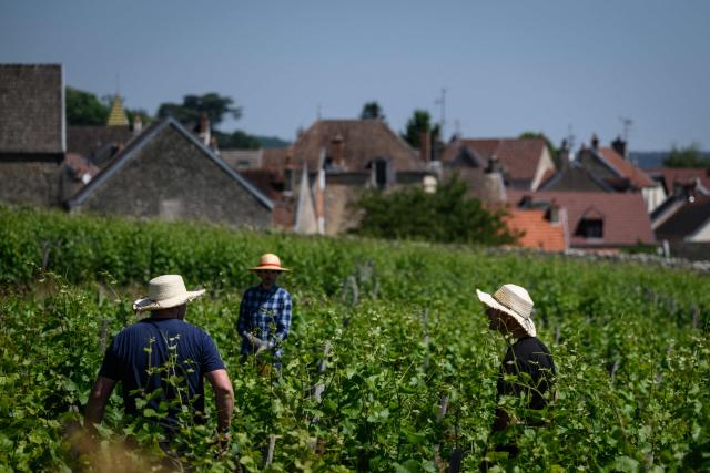 Winegrowers protect themselves from the sun with hats as they work in Burgundy vineyards in Gevrey-Chambertin, central-eastern France, on May 28, 2026 as a heatwave hits France. The UK and France have reported their hottest ever May days this week as a "heat dome" brought sizzling temperatures more typical of midsummer to western Europe. UN climate chief Simon Stiell said the heatwave was "a brutal reminder of the spiraling impacts of the climate crisis. "The science is clear that human-induced climate change is making these heatwaves more frequent and extreme," Stiell add in a statement. (Photo by ARNAUD FINISTRE / AFP)