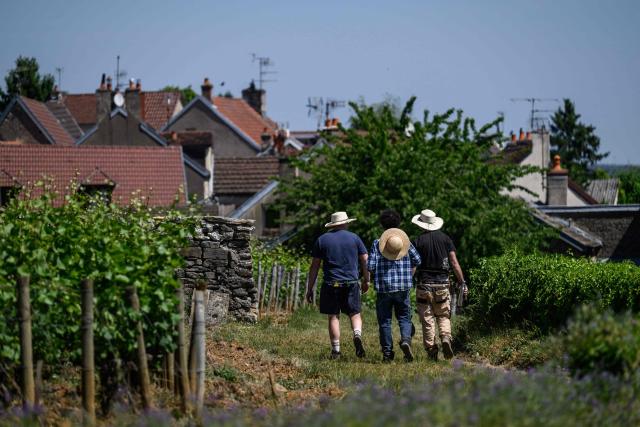 Winegrowers protect themselves from the sun with hats as they work in Burgundy vineyards in Gevrey-Chambertin, central-eastern France, on May 28, 2026 as a heatwave hits France. The UK and France have reported their hottest ever May days this week as a "heat dome" brought sizzling temperatures more typical of midsummer to western Europe. UN climate chief Simon Stiell said the heatwave was "a brutal reminder of the spiraling impacts of the climate crisis. "The science is clear that human-induced climate change is making these heatwaves more frequent and extreme," Stiell add in a statement. (Photo by ARNAUD FINISTRE / AFP)