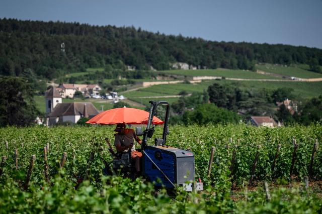 A winegrower protects himself from the sun under an umbrella as he works in Burgundy vineyards in Gevrey-Chambertin, central-eastern France, on May 28, 2026 as a heatwave hits France. The UK and France have reported their hottest ever May days this week as a "heat dome" brought sizzling temperatures more typical of midsummer to western Europe. UN climate chief Simon Stiell said the heatwave was "a brutal reminder of the spiraling impacts of the climate crisis. "The science is clear that human-induced climate change is making these heatwaves more frequent and extreme," Stiell add in a statement. (Photo by ARNAUD FINISTRE / AFP)
