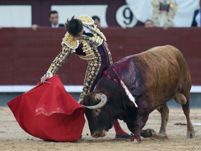 Peruvian bullfighter Andres Roca Rey performs a pass to a bull during the San Isidro Fair at Las Ventas bullring in Madrid on May 28, 2026. (Photo by ALBERTO SIMON / AFP)