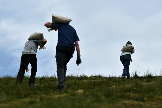 Volunteers carries chalk up the hill during the once-a-decade restoration of the Cerne Abbas Giant, in Dorchester, southern England on May 29, 2026. (Photo by Ben STANSALL / AFP)