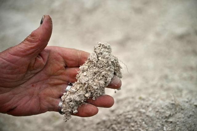 A volunteer shows weeds embedded in old chalk during the once-a-decade restoration of the Cerne Abbas Giant, in Dorchester, southern England on May 29, 2026. (Photo by Ben STANSALL / AFP)