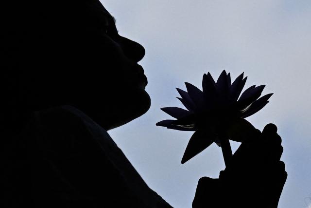 A devotee holding lotus flower offers prayers at the Kelaniya Buddhist Temple to mark the 'Vesak festival' that commemorates the birth, the enlightenment, and the death of Buddha in Kelaniya on May 30, 2026. (Photo by Ishara S. KODIKARA / AFP)