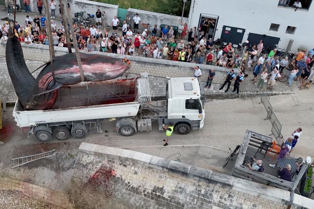This aerial photograph shows the carcass of a female whale, weighing over 12 tons and measuring 10 meters in length, lifted out of the ocean by a crane and loaded onto a truck at Rivedoux, off France's western Atlantic coast, on May 30, 2026. A ten-meter-long female whale washed ashore and died on a beach on the Île de Ré, according to information released on May 29 by the Charente-Maritime prefecture and the national stranding network. (Photo by ROMAIN PERROCHEAU / AFP)