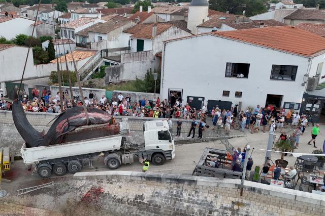This aerial photograph shows the carcass of a female whale, weighing over 12 tons and measuring 10 meters in length, lifted out of the ocean by a crane and loaded onto a truck at Rivedoux, off France's western Atlantic coast, on May 30, 2026. A ten-meter-long female whale washed ashore and died on a beach on the Île de Ré, according to information released on May 29 by the Charente-Maritime prefecture and the national stranding network. (Photo by ROMAIN PERROCHEAU / AFP)