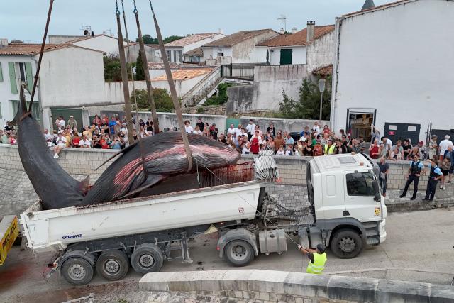 This aerial photograph shows the carcass of a female whale, weighing over 12 tons and measuring 10 meters in length, lifted out of the ocean by a crane and loaded onto a truck at Rivedoux, off France's western Atlantic coast, on May 30, 2026. A ten-meter-long female whale washed ashore and died on a beach on the Île de Ré, according to information released on May 29 by the Charente-Maritime prefecture and the national stranding network. (Photo by ROMAIN PERROCHEAU / AFP)