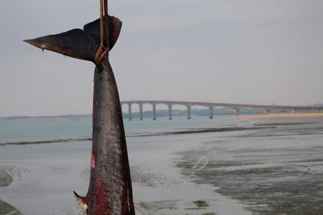 This photograph shows the carcass of a female whale, weighing over 12 tons and measuring 10 meters in length, lifted out of the ocean by a crane at Rivedoux, off France's western Atlantic coast, on May 30, 2026. A ten-meter-long female whale washed ashore and died on a beach on the Île de Ré, according to information released on May 29 by the Charente-Maritime prefecture and the national stranding network. (Photo by ROMAIN PERROCHEAU / AFP)
