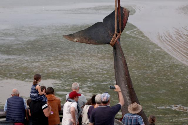 This photograph shows the carcass of a female whale, weighing over 12 tons and measuring 10 meters in length, lifted out of the ocean by a crane at Rivedoux, off France's western Atlantic coast, on May 30, 2026. A ten-meter-long female whale washed ashore and died on a beach on the Île de Ré, according to information released on May 29 by the Charente-Maritime prefecture and the national stranding network. (Photo by ROMAIN PERROCHEAU / AFP)