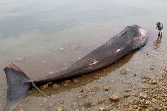 This photograph shows the carcass of a female whale, weighing over 12 tons and measuring 10 meters in length, lying on the beach at Rivedoux, off France's western Atlantic coast, on May 30, 2026. A ten-meter-long female whale washed ashore and died on a beach on the Île de Ré, according to information released on May 29 by the Charente-Maritime prefecture and the national stranding network. (Photo by ROMAIN PERROCHEAU / AFP)