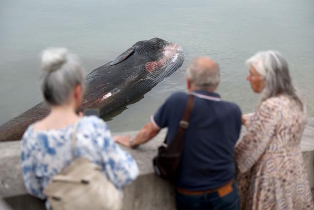 People watch the carcass of a female whale, weighing over 12 tons and measuring 10 meters in length, lying on the beach at Rivedoux, off France's western Atlantic coast, on May 30, 2026. A ten-meter-long female whale washed ashore and died on a beach on the Île de Ré, according to information released on May 29 by the Charente-Maritime prefecture and the national stranding network. (Photo by ROMAIN PERROCHEAU / AFP)