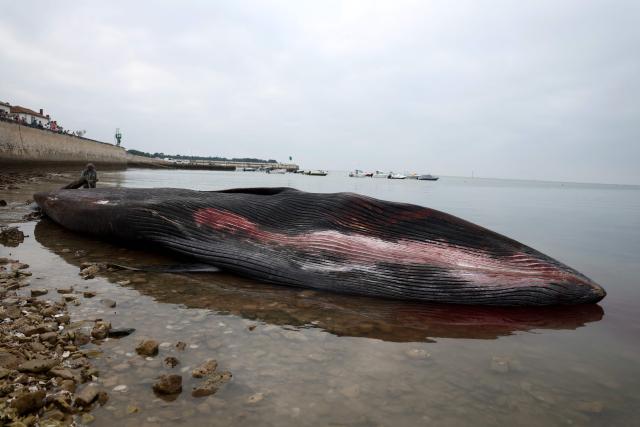 This photograph shows the carcass of a female whale, weighing over 12 tons and measuring 10 meters in length, lying on the beach at Rivedoux, off France's western Atlantic coast, on May 30, 2026. A ten-meter-long female whale washed ashore and died on a beach on the Île de Ré, according to information released on May 29 by the Charente-Maritime prefecture and the national stranding network. (Photo by ROMAIN PERROCHEAU / AFP)