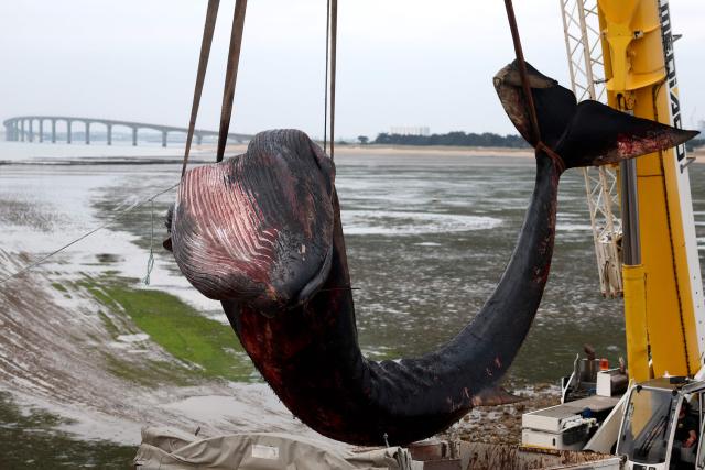 This photograph shows the carcass of a female whale, weighing over 12 tons and measuring 10 meters in length, lifted out of the ocean by a crane at Rivedoux, off France's western Atlantic coast, on May 30, 2026. A ten-meter-long female whale washed ashore and died on a beach on the Île de Ré, according to information released on May 29 by the Charente-Maritime prefecture and the national stranding network. (Photo by ROMAIN PERROCHEAU / AFP)