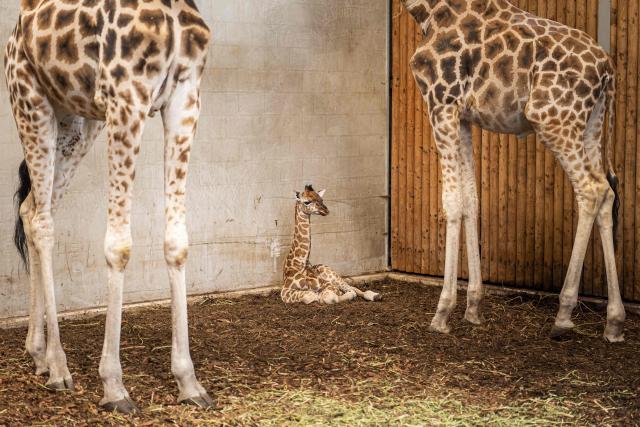 A male baby giraffe named Kenyi and born a few days ago on May 28, looks on while sitting in the giraffe stable at the Wildlands Zoo, in Emmen on June 1, 2026. (Photo by Jaspar Moulijn / ANP / AFP) / Netherlands OUT