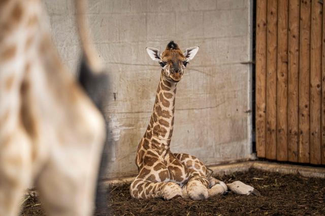A male baby giraffe named Kenyi and born a few days ago on May 28, looks on while sitting in the giraffe stable at the Wildlands Zoo, in Emmen on June 1, 2026. (Photo by Jaspar Moulijn / ANP / AFP) / Netherlands OUT