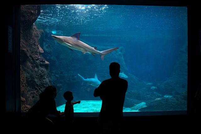 Tourists stand in front of a seawater tank containing marine life at the CRETAquarium in Heraklion, on the island of Crete, on June 2, 2026. (Photo by Angelos TZORTZINIS / AFP)