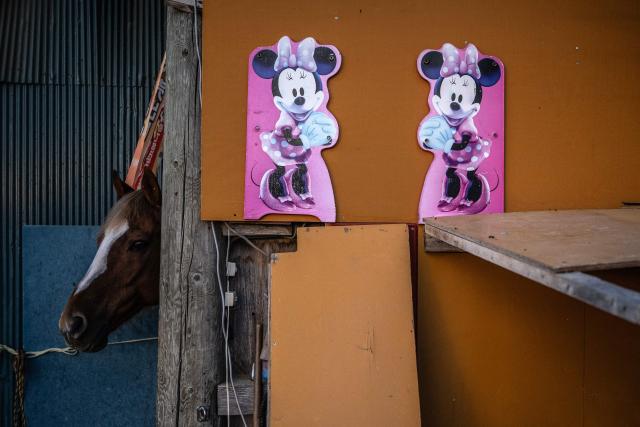 This picture taken on April 22, 2026 shows a horse at Mitsukiyo Monma's stable in Minami-Soma city of Fukushima Prefecture. The Soma Nomaoi began as a way to train mounted warriors and it still looks the same a millennium later, with riders dressed in samurai armour battling it out in horseback events. (Photo by Philip FONG / AFP) / To go with 'Japan-Climate-Festival-Tradition' Focus by Andrew MCKIRDY