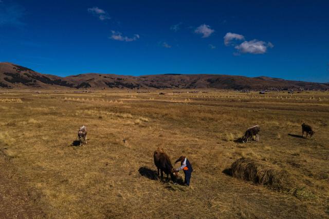 Aerial view of a farm area in the community of Caritamaya, near Lake Titicaca, Puno region, Peru, on May 29, 2026. Days before the presidential runoff between right-wing candidate Keiko Fujimori and left-wing candidate Roberto Sanchez, farmers in Peru's Altiplano no longer believe in politicians' promises. (Photo by Juan Carlos CISNEROS / AFP)