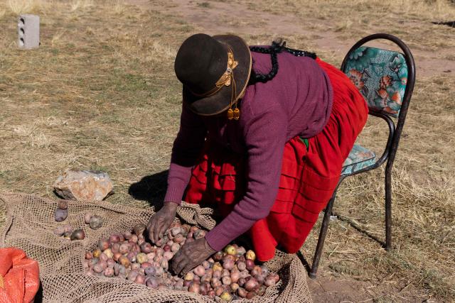 Dominga Quenta selects potatoes near her house in the community of Caritamaya, near Lake Titicaca, Puno region, Peru, on May 29, 2026. Days before the presidential runoff between right-wing candidate Keiko Fujimori and left-wing candidate Roberto Sanchez, farmers in Peru's Altiplano no longer believe in politicians' promises. (Photo by Juan Carlos CISNEROS / AFP)