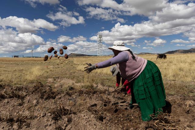 A farmer harvests potatoes at a farm in the community of Caritamaya, near Lake Titicaca, Puno region, Peru, on May 29, 2026. Days before the presidential runoff between right-wing candidate Keiko Fujimori and left-wing candidate Roberto Sanchez, farmers in Peru's Altiplano no longer believe in politicians' promises. (Photo by Juan Carlos CISNEROS / AFP)