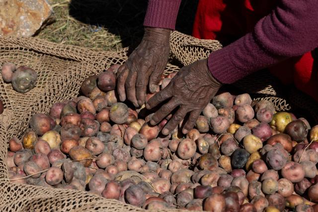 Dominga Quenta selects potatoes near her house in the community of Caritamaya, near Lake Titicaca, Puno region, Peru, on May 29, 2026. Days before the presidential runoff between right-wing candidate Keiko Fujimori and left-wing candidate Roberto Sanchez, farmers in Peru's Altiplano no longer believe in politicians' promises. (Photo by Juan Carlos CISNEROS / AFP)