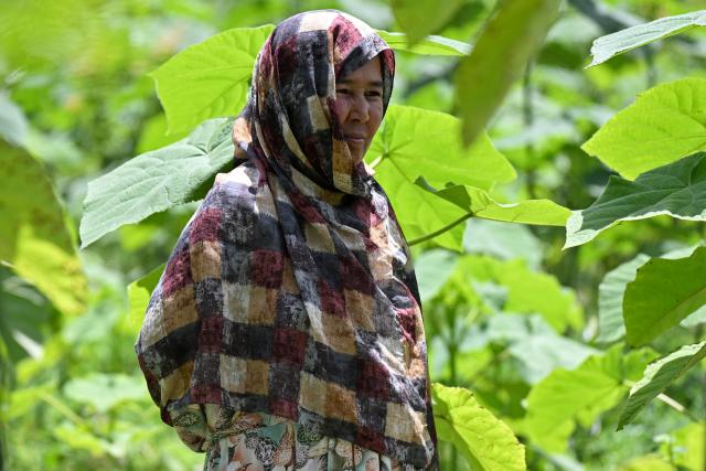 This photograph taken on May 18, 2026 shows Afghan farmer Bas Begum Ahmadi standing next to paulownia trees at her family-owned plot, which supports a micro-forest in the Char Bagh area of Doshi district, Baghlan province. Under the shade of recently planted poplars in northeastern Afghanistan, village leader Ghulam Ali Poya is proud to see residents rediscover the value of trees after years of wartime deforestation from the 1979 Soviet invasion until the fall of the first Taliban government in the early 2000s. Efforts are now underway to revive the landscape in communities across Afghanistan. (Photo by Wakil KOHSAR / AFP)