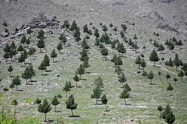 This photograph taken on April 20, 2026 shows pinus trees on a hillside at Tap-e-Gul Ghundi in Charikar district, Parwan province. Under the shade of recently planted poplars in northeastern Afghanistan, village leader Ghulam Ali Poya is proud to see residents rediscover the value of trees after years of wartime deforestation from the 1979 Soviet invasion until the fall of the first Taliban government in the early 2000s. Efforts are now underway to revive the landscape in communities across Afghanistan. (Photo by Wakil KOHSAR / AFP)