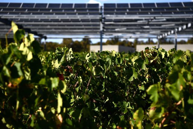 (FILES) This photograph shows the Vitisolar agrivoltaic installation - an EDF-run experimental project consisting in photovoltaic panels hanging above a vineyard - at the "Institut des Sciences de la Vigne et du Vin" (wine sciences institute) in Villenave-d'Ornon on the outskirts of Bordeaux, southwestern France, on the day of its inauguration on September 19, 2023. (Photo by Christophe ARCHAMBAULT / AFP)