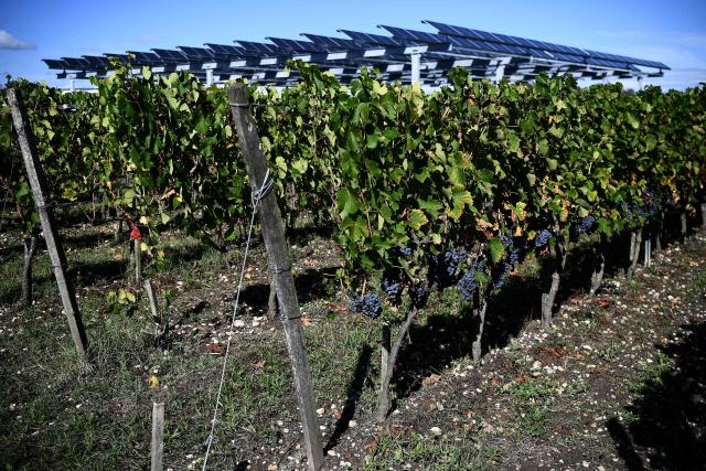 (FILES) This photograph shows the Vitisolar agrivoltaic installation - an EDF-run experimental project consisting in photovoltaic panels hanging above a vineyard - at the "Institut des Sciences de la Vigne et du Vin" (wine sciences institute) in Villenave-d'Ornon on the outskirts of Bordeaux, southwestern France, on the day of its inauguration on September 19, 2023. (Photo by Christophe ARCHAMBAULT / AFP)