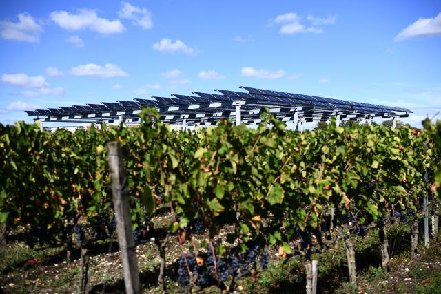 (FILES) This photograph shows the Vitisolar agrivoltaic installation - an EDF-run experimental project consisting in photovoltaic panels hanging above a vineyard - at the "Institut des Sciences de la Vigne et du Vin" (wine sciences institute) in Villenave-d'Ornon on the outskirts of Bordeaux, southwestern France, on the day of its inauguration on September 19, 2023. (Photo by Christophe ARCHAMBAULT / AFP)