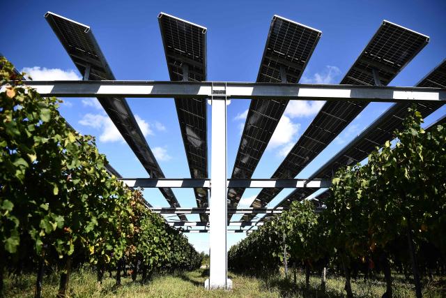 (FILES) This photograph shows the Vitisolar agrivoltaic installation - an EDF-run experimental project consisting in photovoltaic panels hanging above a vineyard - at the "Institut des Sciences de la Vigne et du Vin" (wine sciences institute) in Villenave-d'Ornon on the outskirts of Bordeaux, southwestern France, on the day of its inauguration on September 19, 2023. (Photo by Christophe ARCHAMBAULT / AFP)
