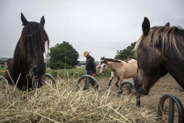 An equestrian centre manager prepares horses to be used to continue the search for 11-year-old Lyhanna who went missing on April 29 after getting into a man's car in front of her middle school in the town of Fleurance, west of Toulouse, on June 4, 2026. A 41 year-old suspect, father of one of Lyhanna's friends, who, prior to her disappearance, had been the subject of several reports and complaints, notably for the rape of a minor, was formally charged on June 1 with kidnapping and false imprisonment, and placed in custody. (Photo by Ed JONES / AFP)