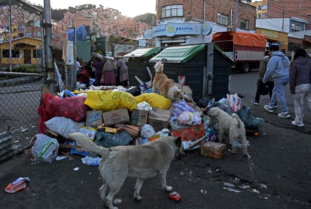 Dogs sniff through accumulated garbage in the street in La Paz on June 4, 2026, amid growing political tensions and supply shortages affecting different regions of the country. The accumulation of waste in the city reached critical levels between late May and early June, posing a serious public health and environmental risk. The disruption of garbage collection services has been attributed to road blockades and, mainly, to a shortage of diesel fuel for collection trucks. (Photo by Aizar RALDES / AFP)