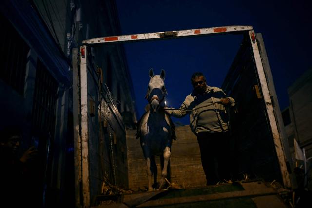 A man lowers a horse from a truck that Peru's presidential candidate for the Juntos por el Peru party, Roberto Sanchez, will use to arrive at his closing campaign rally in Lima on June 4, 2026. Right-wing candidate Keiko Fujimori and leftist Roberto Sanchez will face off in Peru's presidential runoff on June 7, 2026. (Photo by ERNESTO BENAVIDES / AFP)