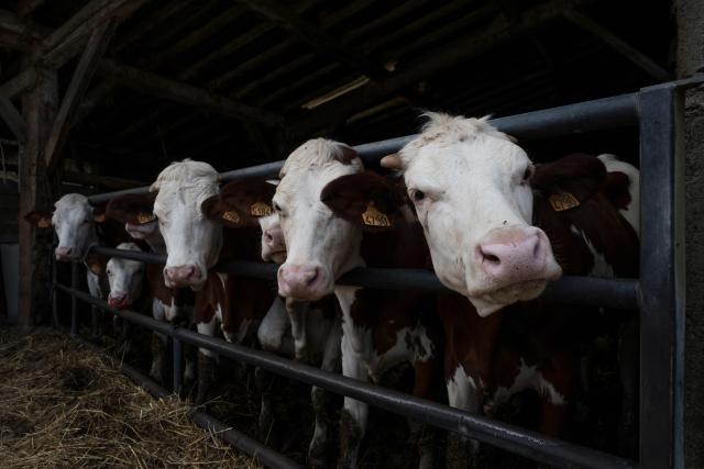 (FILES) Cows stand in a stall at a farm in Blajan, south-western France on May 4, 2026. "Banks are having a hard time lending us money," says a dairy farmer in Ain departement. A livestock lease allows her to rent cows instead of buying them, an little-known arrangement that brings together heavily indebted farmers and investors looking for purpose. (Photo by Ed JONES / AFP)