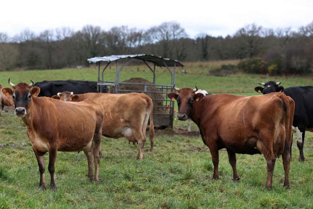 (FILES) Cows stand in a field at La Ferme de Kerdudal in Riec-sur-Belon, western France, on February 13, 2026. "Banks are having a hard time lending us money," says a dairy farmer in Ain departement. A livestock lease allows her to rent cows instead of buying them, an little-known arrangement that brings together heavily indebted farmers and investors looking for purpose. (Photo by Fred TANNEAU / AFP)