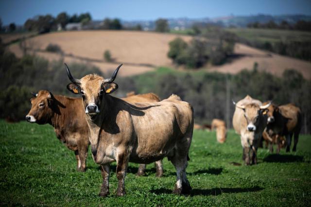 (FILES) Aubrac cows look on in a meadow in Saint Cirgue, southwestern France on November 8, 2024. "Banks are having a hard time lending us money," says a dairy farmer in Ain departement. A livestock lease allows her to rent cows instead of buying them, an little-known arrangement that brings together heavily indebted farmers and investors looking for purpose. (Photo by Lionel BONAVENTURE / AFP)