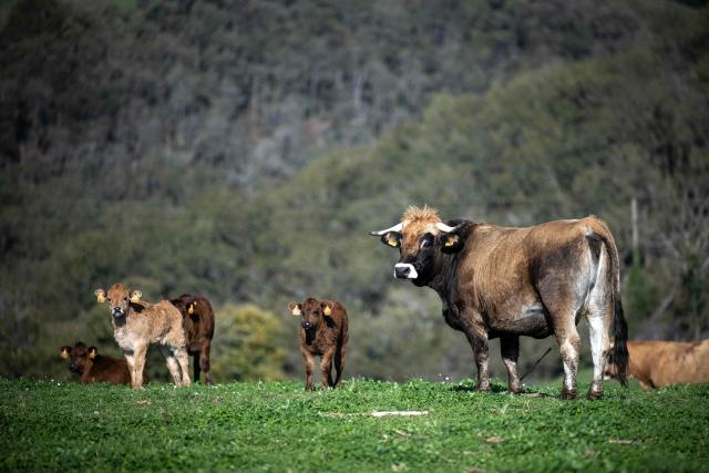 (FILES) An Aubrac cow and calfs graze in meadow on 08 november, 2024 in Saint Cirgue, southwestern France. "Banks are having a hard time lending us money," says a dairy farmer in Ain departement. A livestock lease allows her to rent cows instead of buying them, an little-known arrangement that brings together heavily indebted farmers and investors looking for purpose. (Photo by Lionel BONAVENTURE / AFP)