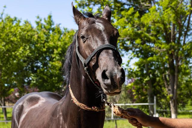 An Akhal-Teke horse is seen in a manege of the private Akhal-Teke stud farm owned by Ashir, the 70-year-old breeder, near Geokdepe, outside the capital of Ashgabat, on April 24, 2026. (Photo by AFP)