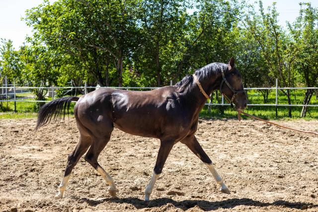 An Akhal-Teke horse is seen in a manege of the private Akhal-Teke stud farm owned by Ashir, the 70-year-old breeder, near Geokdepe, outside the capital of Ashgabat, on April 24, 2026. (Photo by AFP)