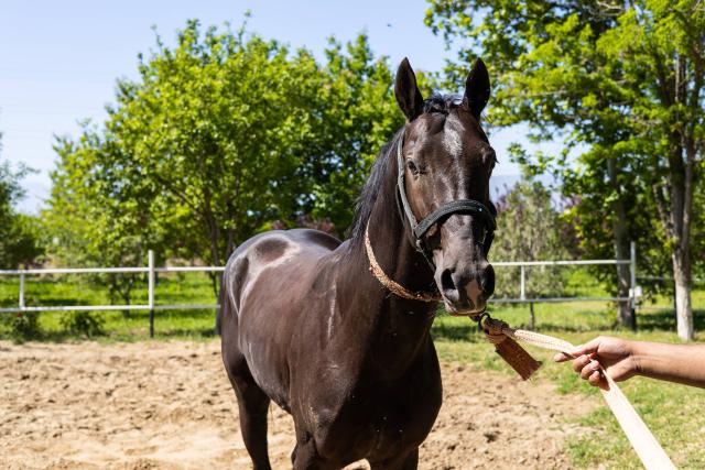 An Akhal-Teke horse is seen in a manege of the private Akhal-Teke stud farm owned by Ashir, the 70-year-old breeder, near Geokdepe, outside the capital of Ashgabat, on April 24, 2026. (Photo by AFP)